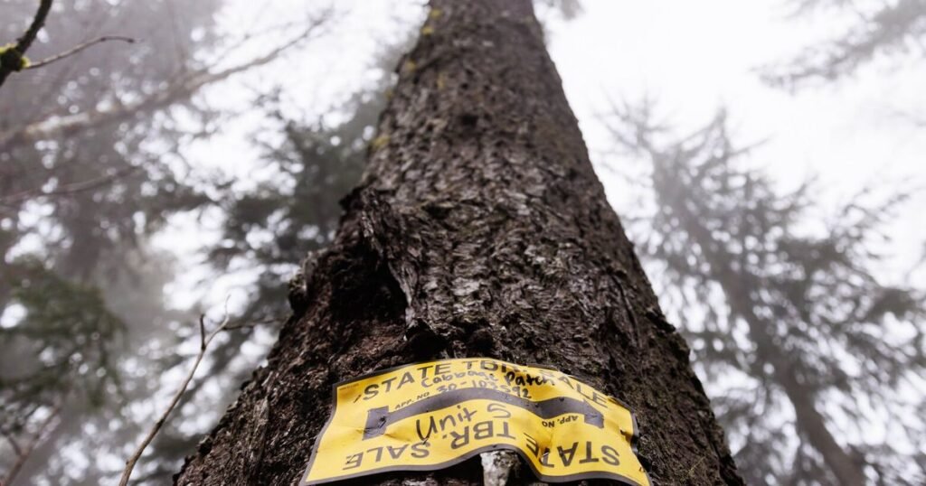 Why the plan to set aside 77,000 acres of forest won’t help WA