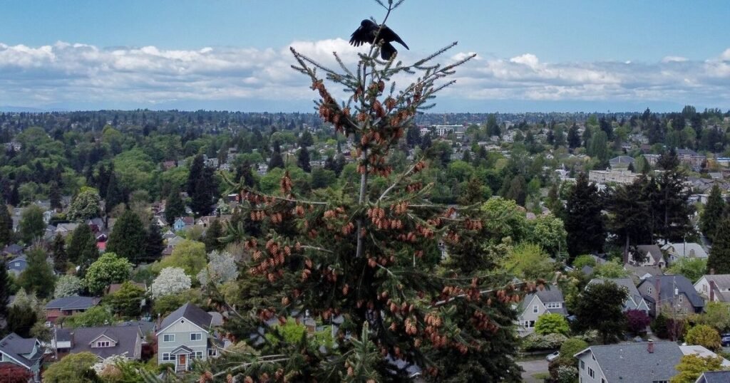 Make it One Seattle, full of trees, in Comprehensive Plan