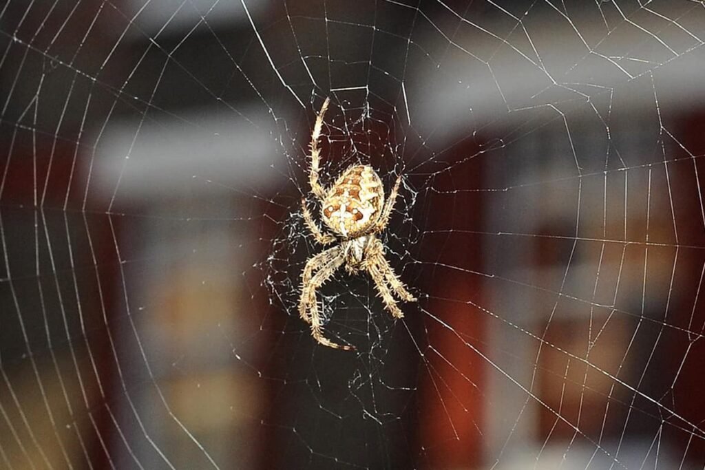 How to keep spiders out of your house as dropping temperatures lead to home invasion