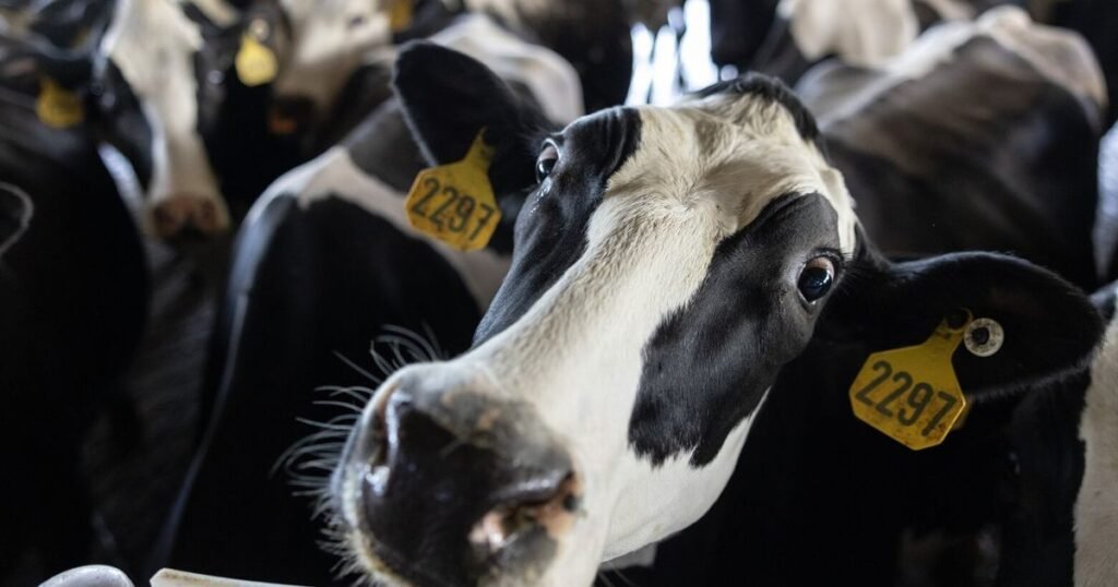 WA rural communities face a looming animal care crisis