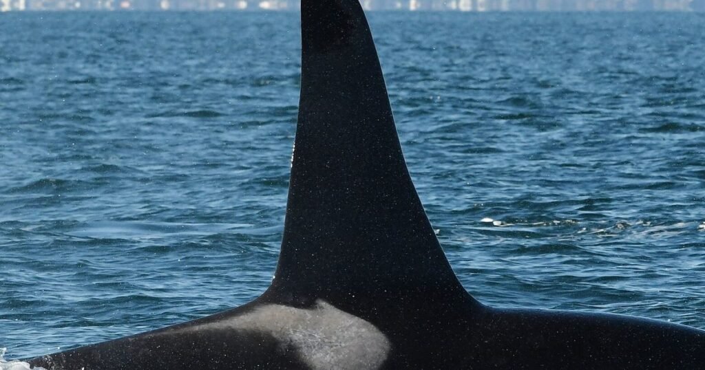 Southern resident orca numbers show region cannot let up on restoration