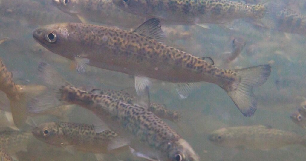 We’re back in court for Columbia Basin salmon’s survival