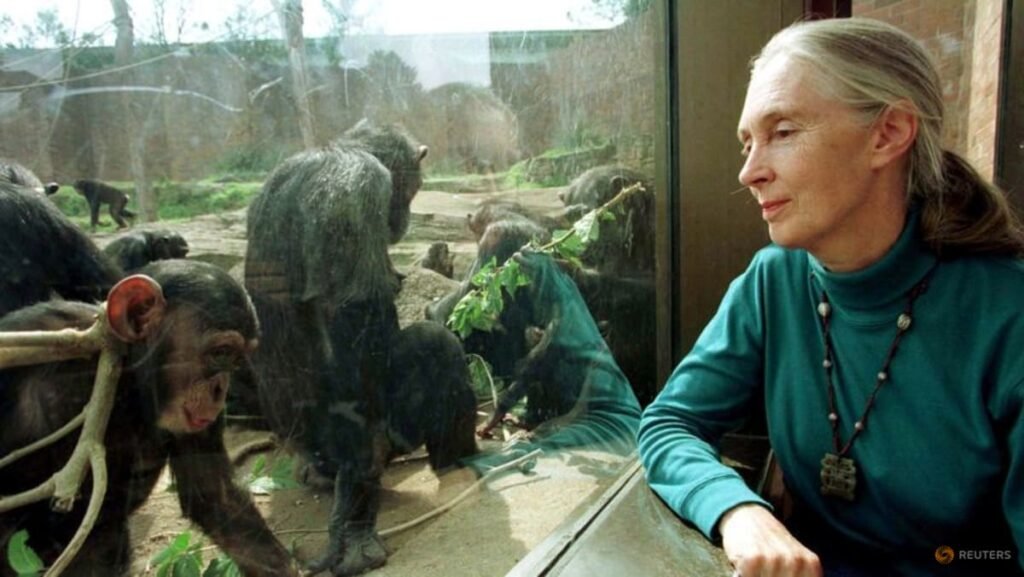 Renowned British chimpanzee expert Dr Jane Goodall dies at 91