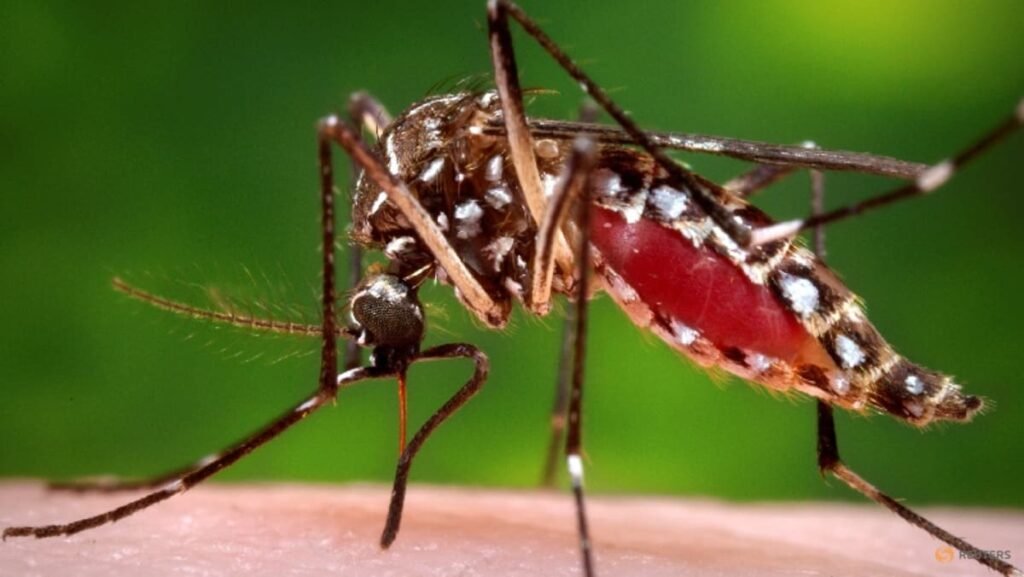 Mosquitoes discovered in Iceland for first time