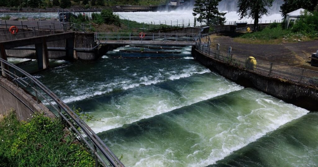 Future of clean energy and salmon depends on collaboration, not courts