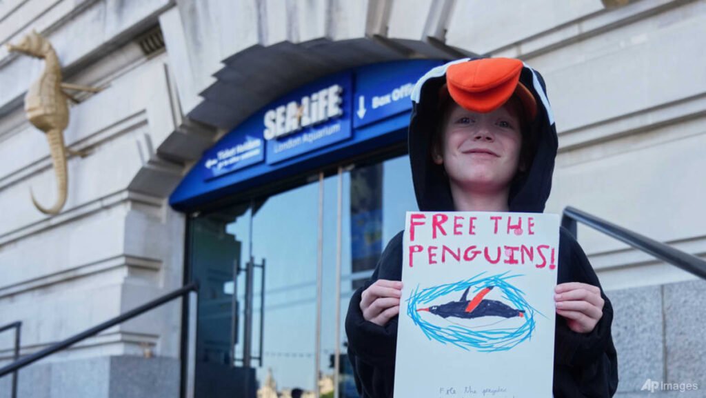 ‘It’s un-British’: lawmakers raise concerns about aquarium penguins