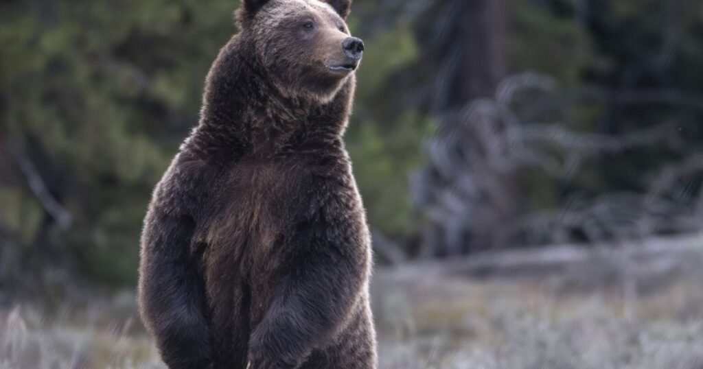 Congress moves to undermine grizzly bear recovery, including in WA