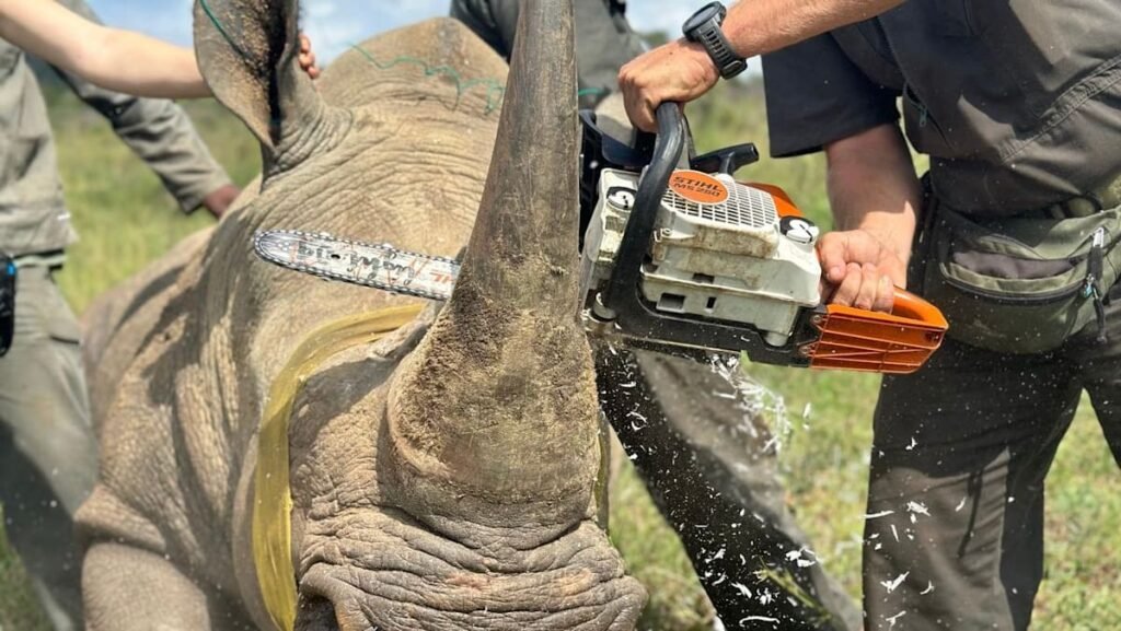 From Kruger to Changi: Singapore’s role in the illegal rhino horn pipeline