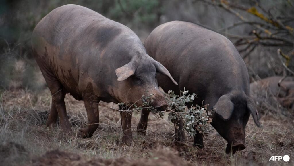 Spain alerts WHO of swine flu virus believed to have been transmitted between people