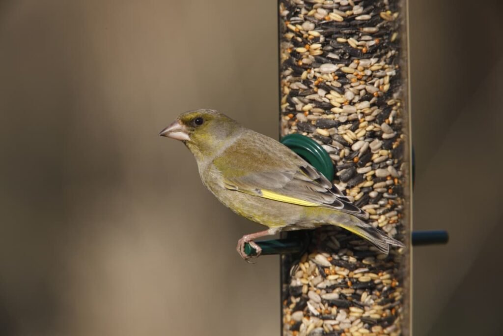 How to protect British birds from avian diseases this summer