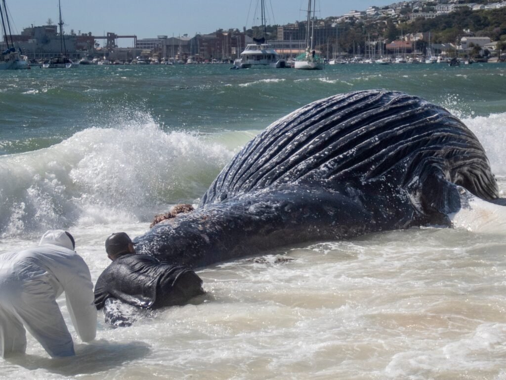 Why the Iran war is threatening whales near South Africa | Environment News