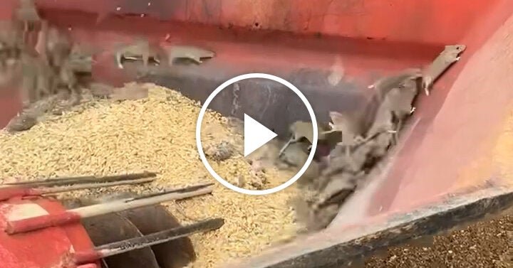 Plague of Mice Hits Western Australia