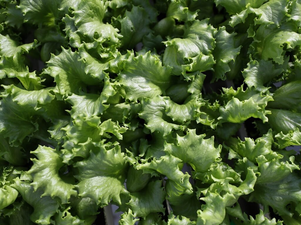 What is cyclospora? Diarrhoea symptoms, foods linked to US outbreak | Agriculture News