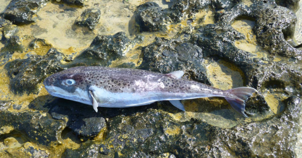 Terrifying Invasive Species Silver-Cheeked Toadfish Is Spreading Throughout the Mediterranean With Its Toxic Flesh and Crushing Bite * The Gateway Pundit * by Paul Serran